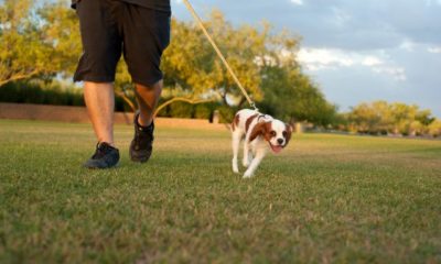 a-guide-for-training-your-puppy-to-walk-with-a-leash