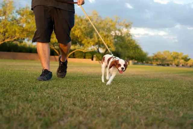 a-guide-for-training-your-puppy-to-walk-with-a-leash