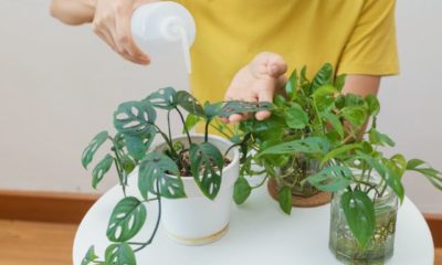 the-ins-and-outs-of-repotting-houseplants