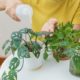 the-ins-and-outs-of-repotting-houseplants