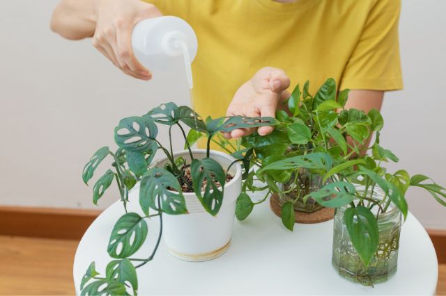 the-ins-and-outs-of-repotting-houseplants