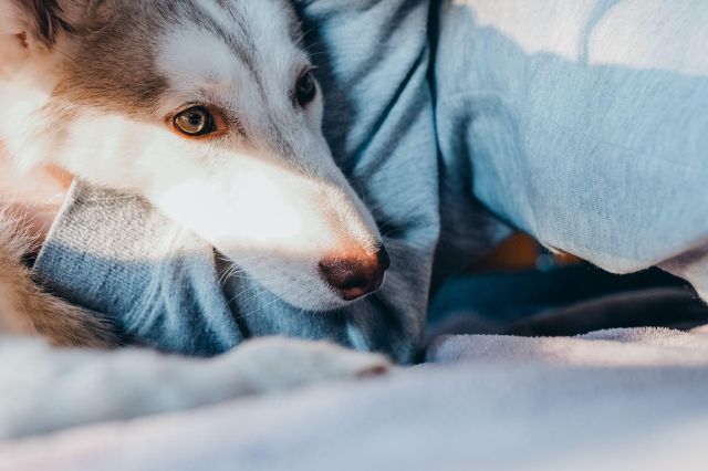 how-to-treat-anxiety-in-dogs